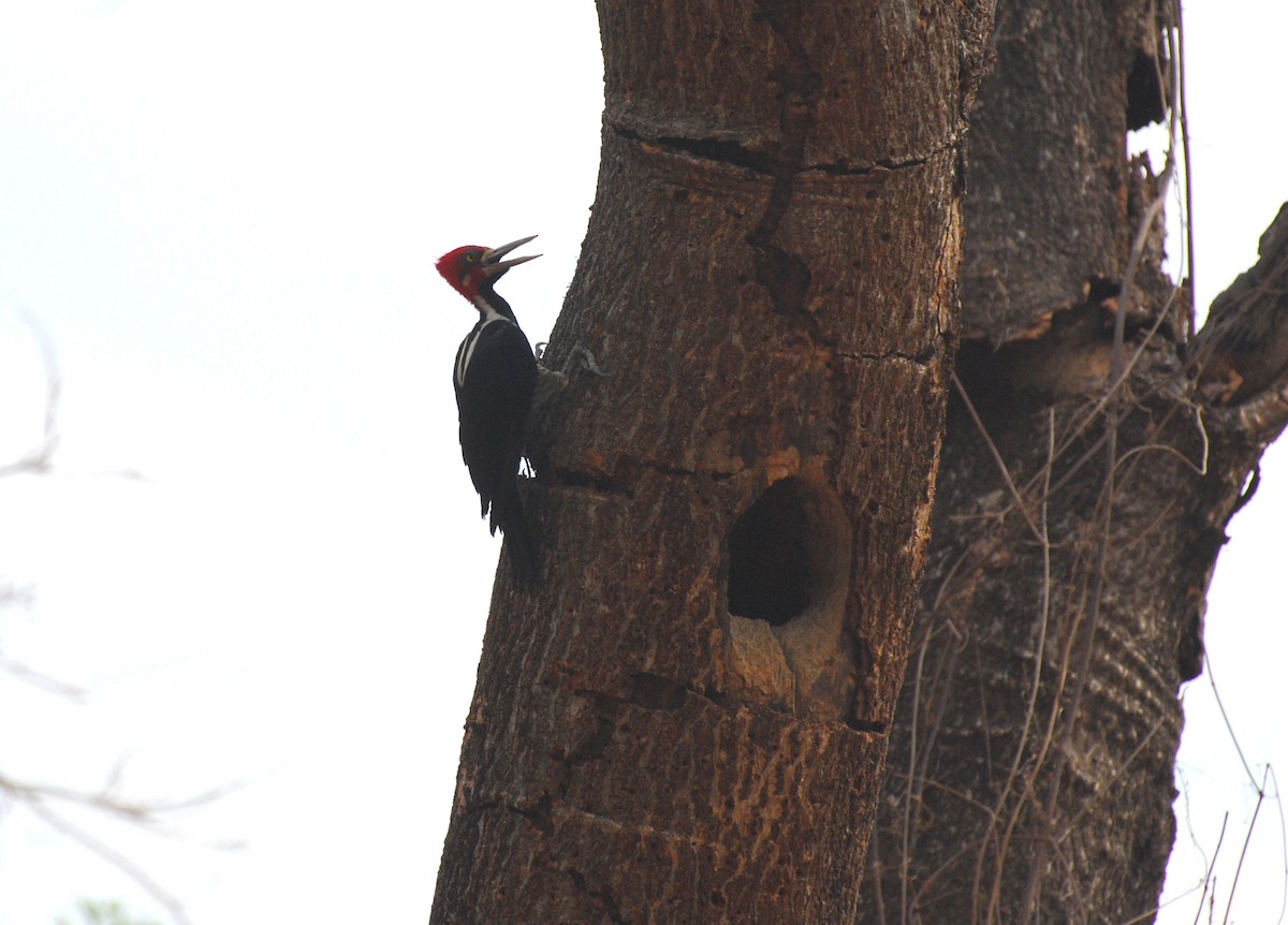 Crimson-crested Woodpecker - ML393811261