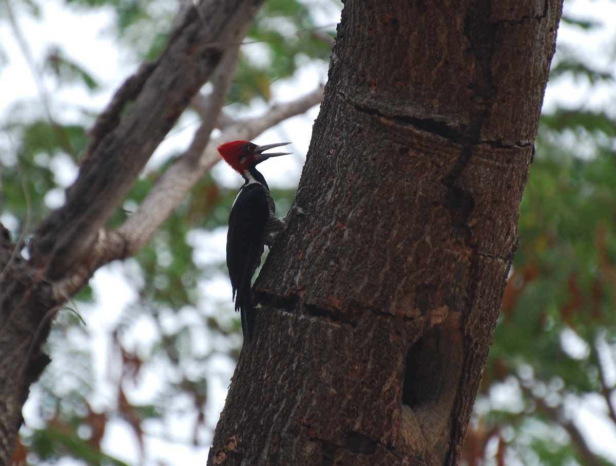 Crimson-crested Woodpecker - ML393811271