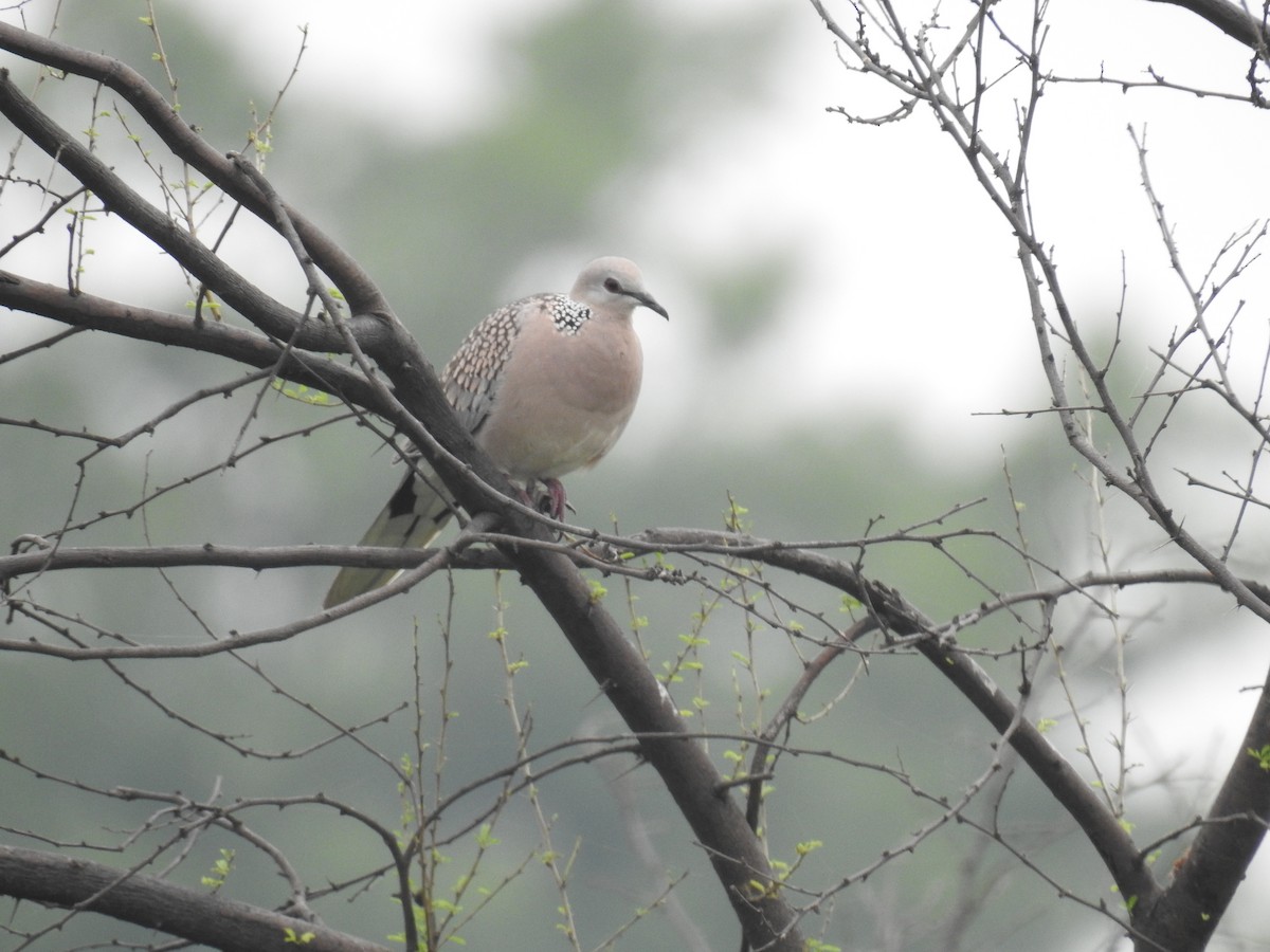 Spotted Dove - ML393811341