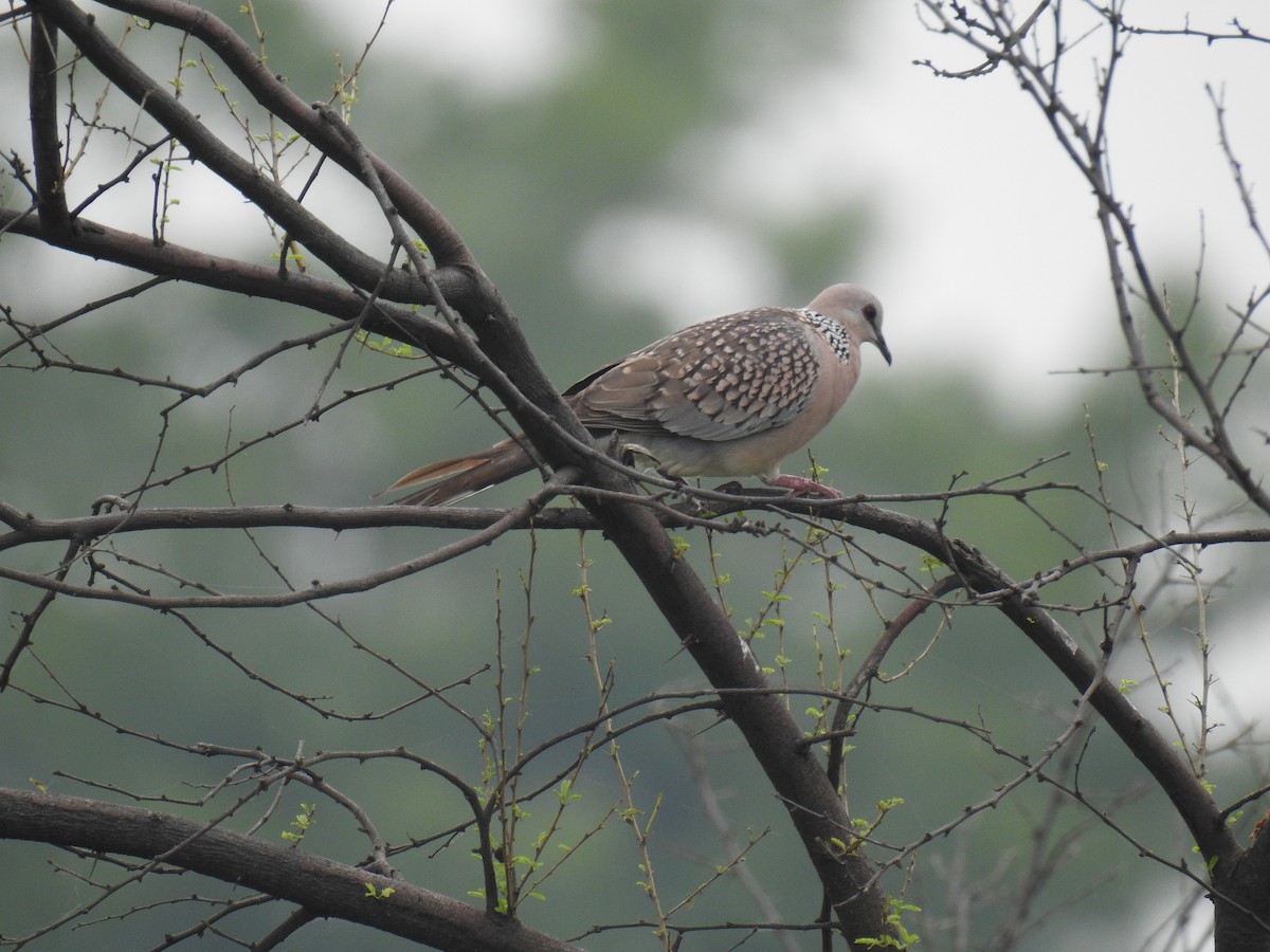 Spotted Dove - ML393811461