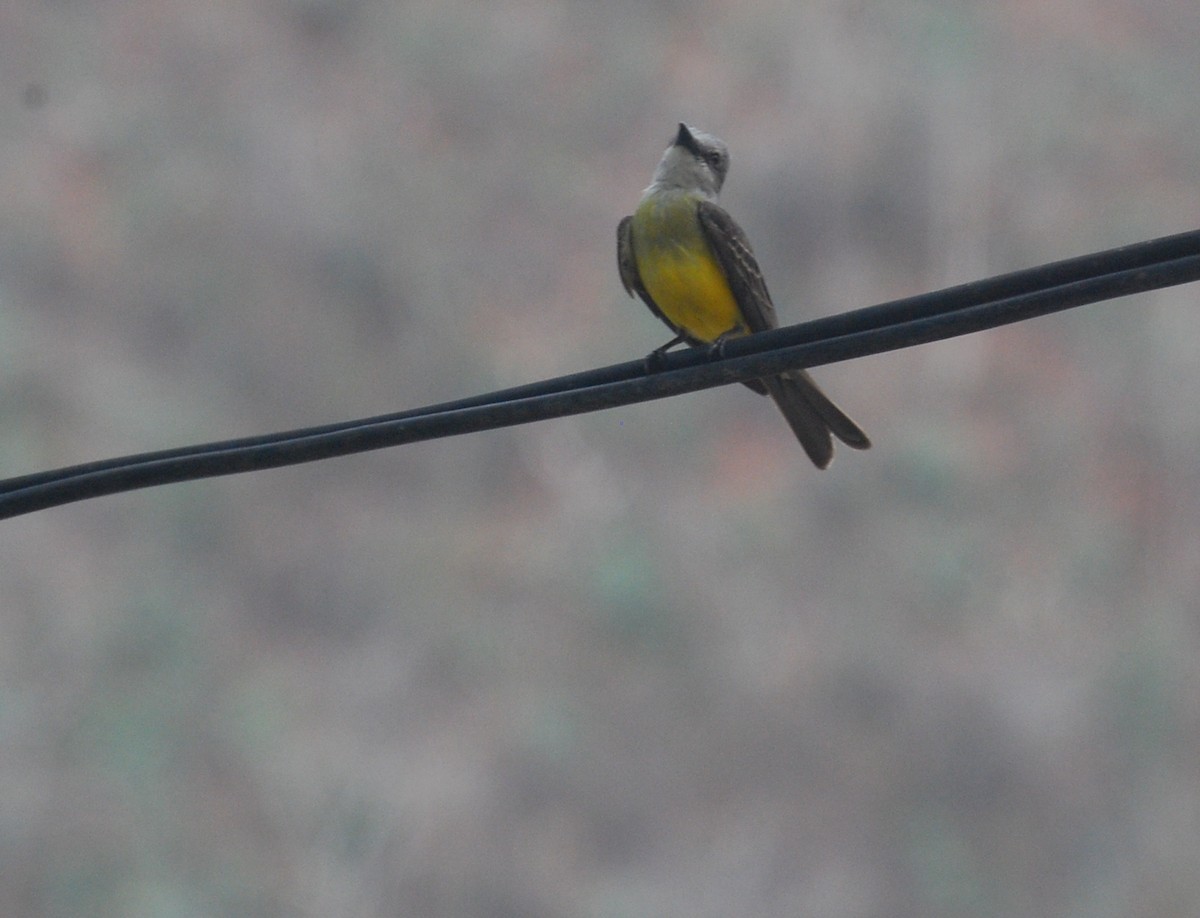 Tropical Kingbird - ML393812391