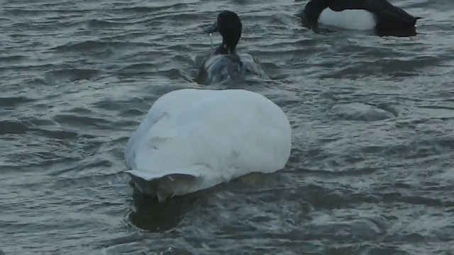 Tundra Swan - ML393812901