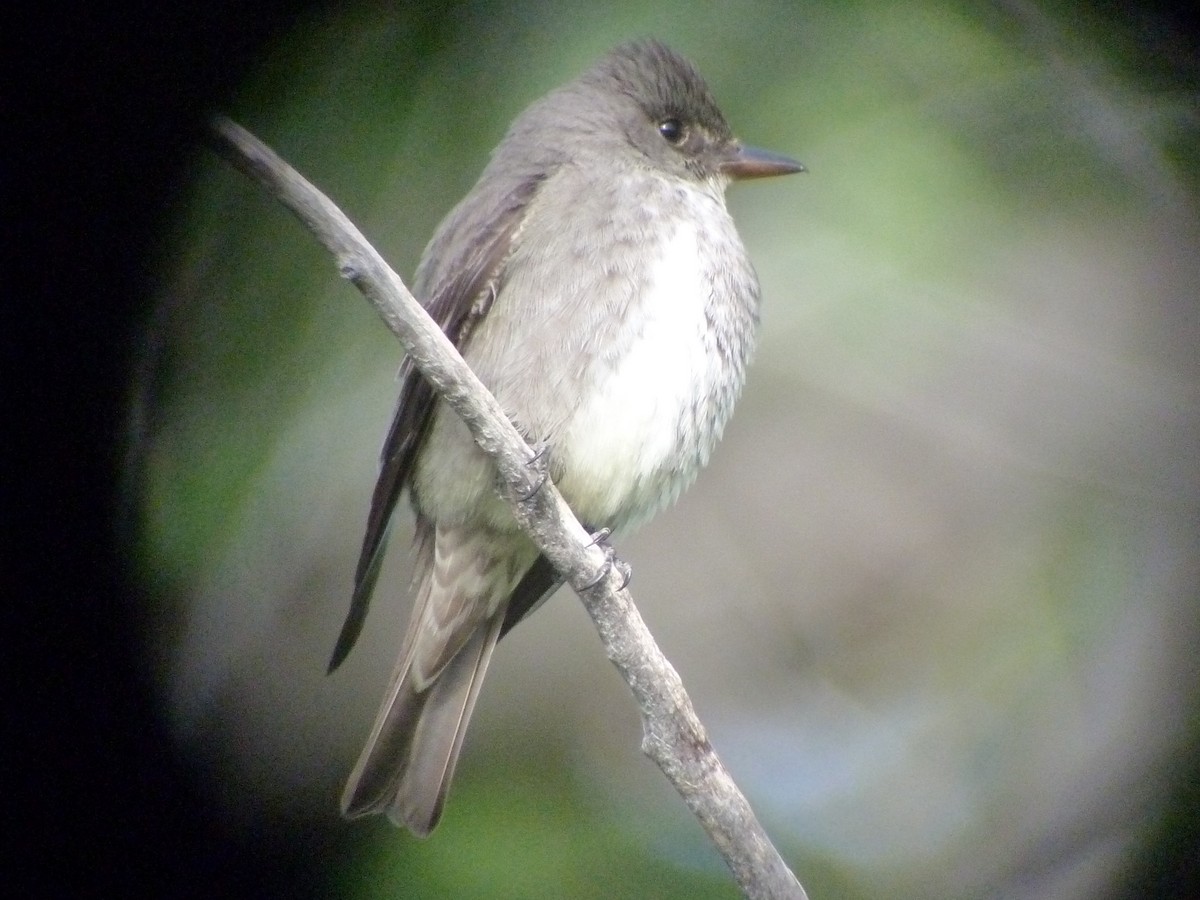 Olive-sided Flycatcher - ML39381301