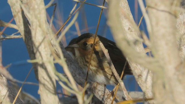 Nelson's Sparrow - ML393814151