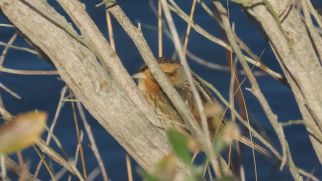 Nelson's Sparrow - ML393814191