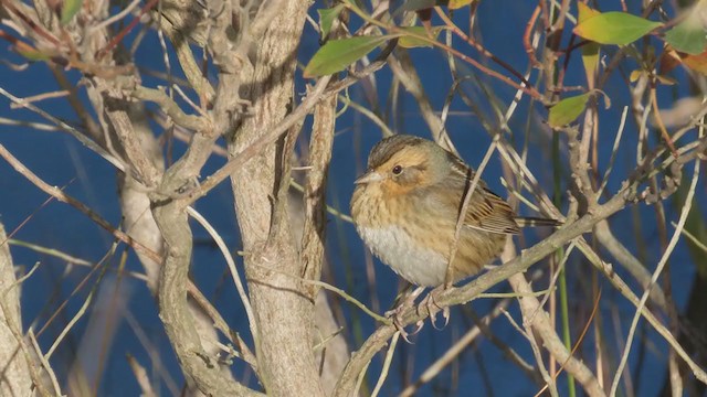 Nelson's Sparrow - ML393814211