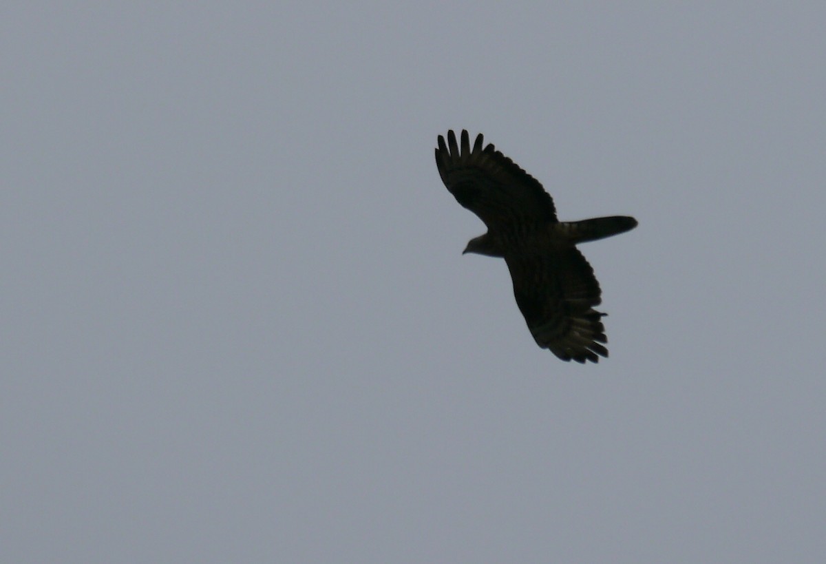 European Honey-buzzard - ML393815411