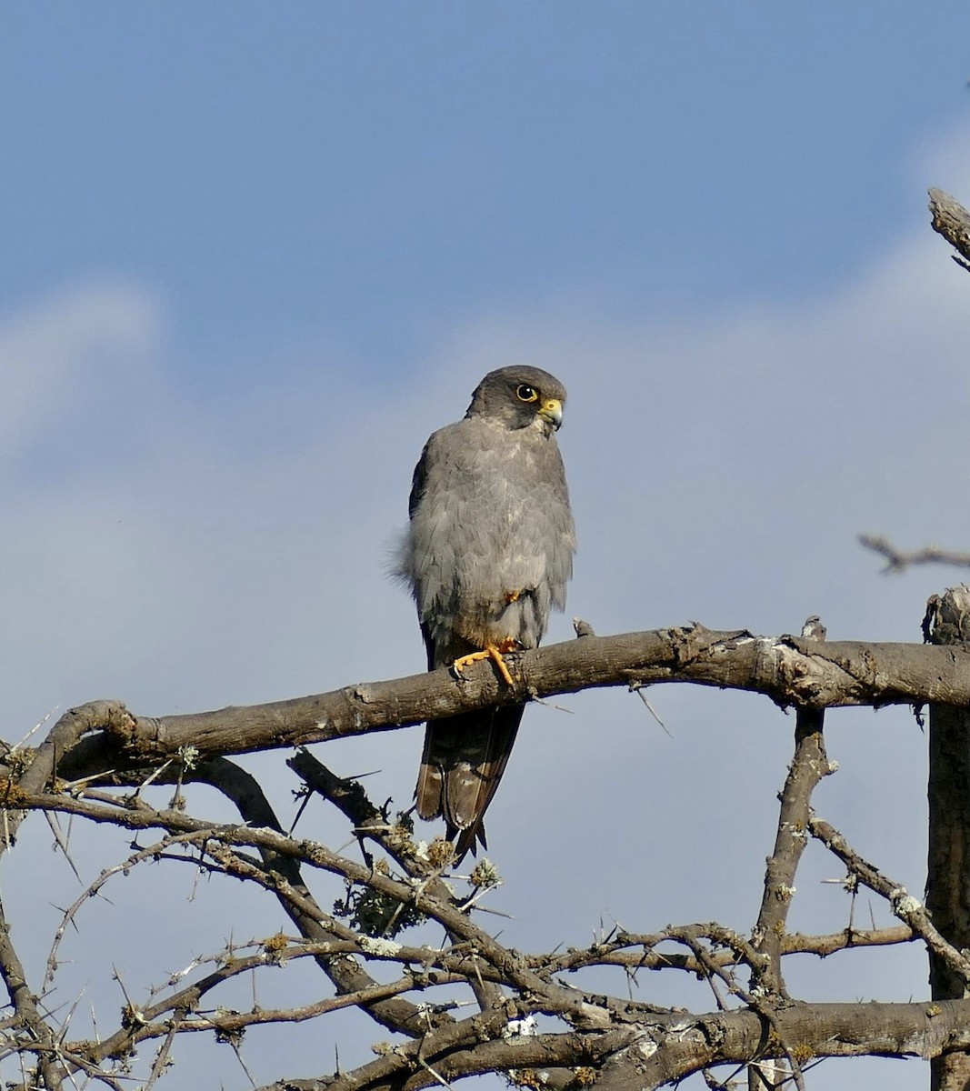 Sooty Falcon - ML393815801