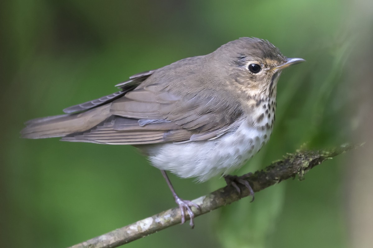 drozd západní - ML393816121