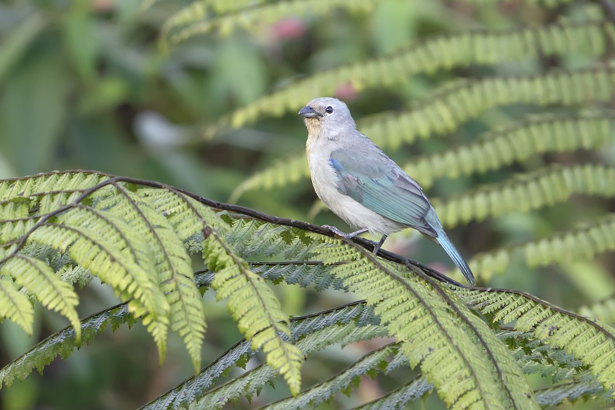 Blue-gray Tanager - ML393816171