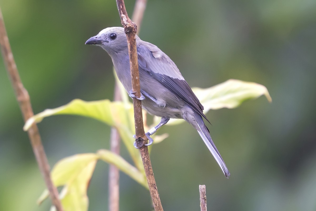 Palm Tanager - ML393816251