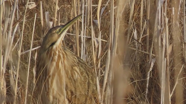 American Bittern - ML393816351