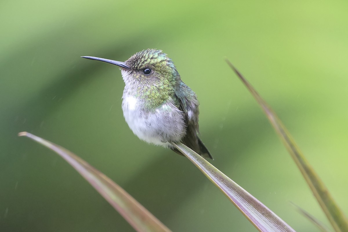 kolibřík fialovobřichý - ML393816621