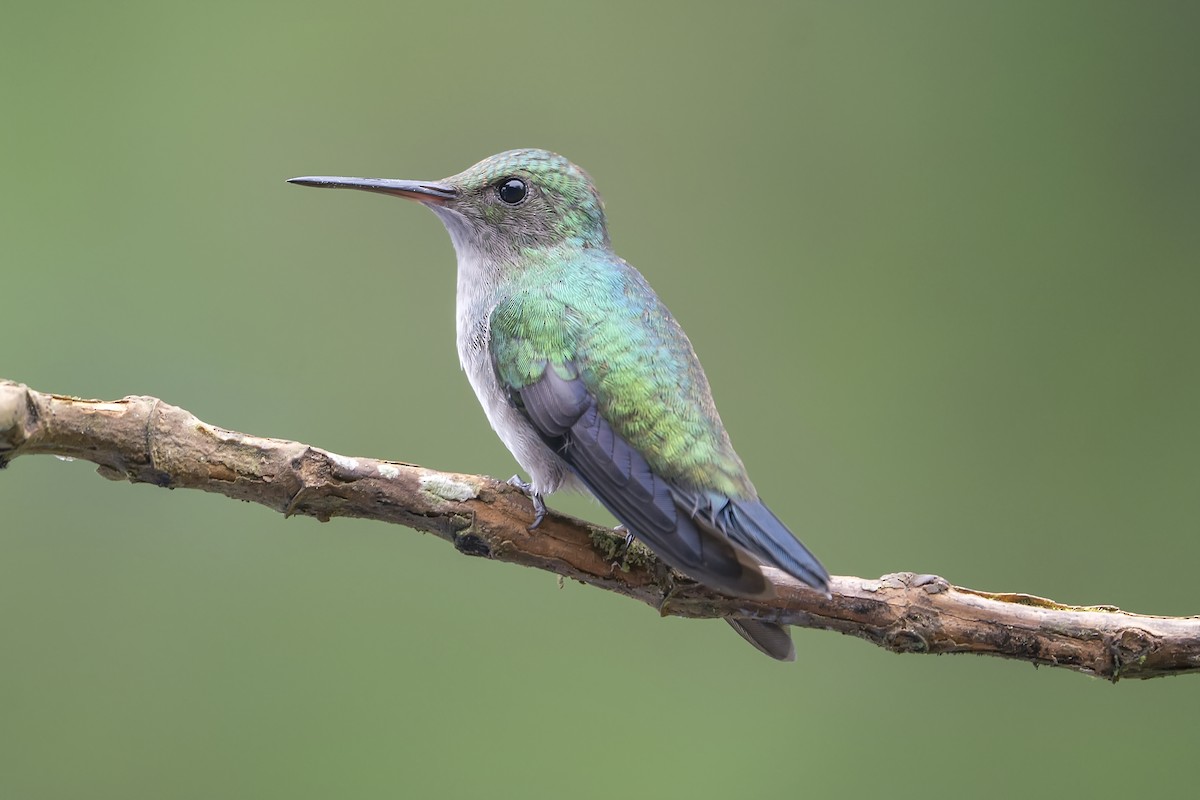 kolibřík fialovobřichý - ML393816631