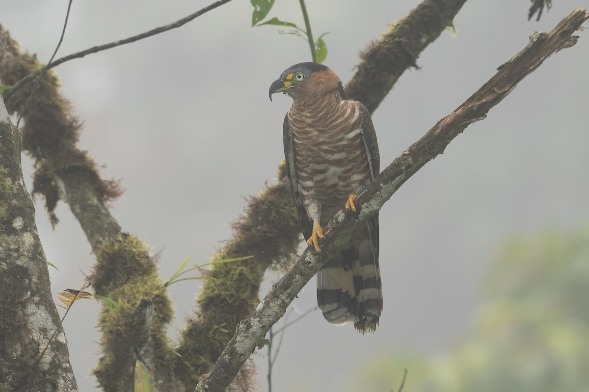 hákozobec neotropický - ML393816671