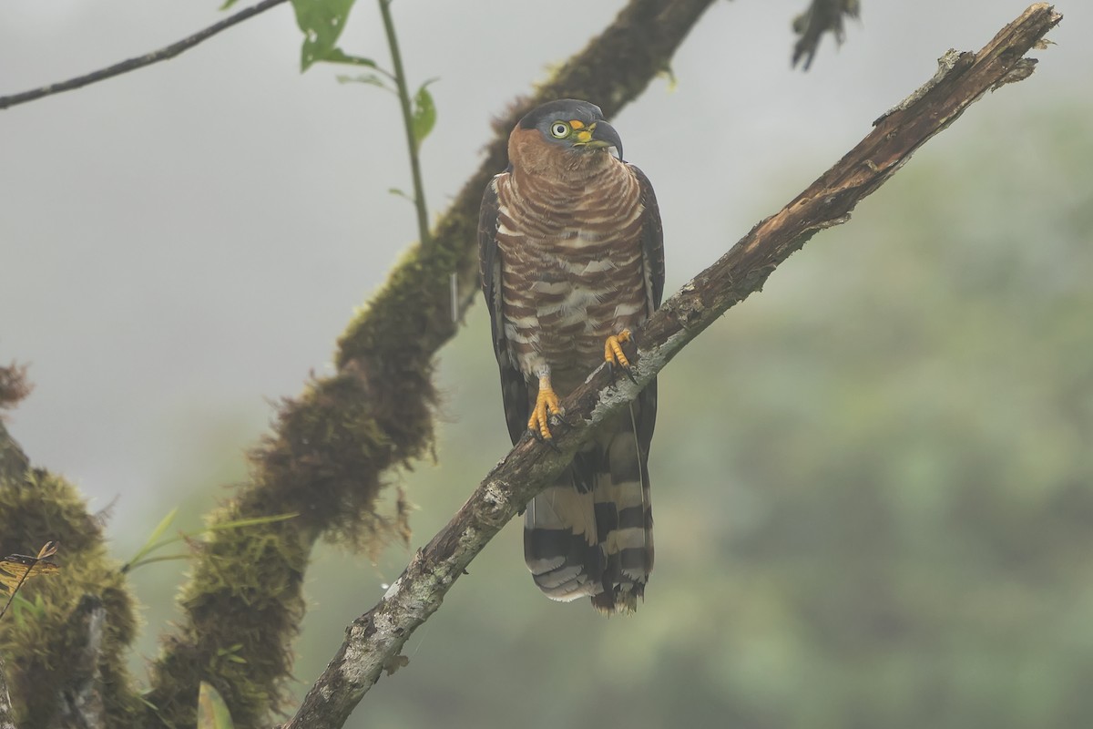 hákozobec neotropický - ML393816681