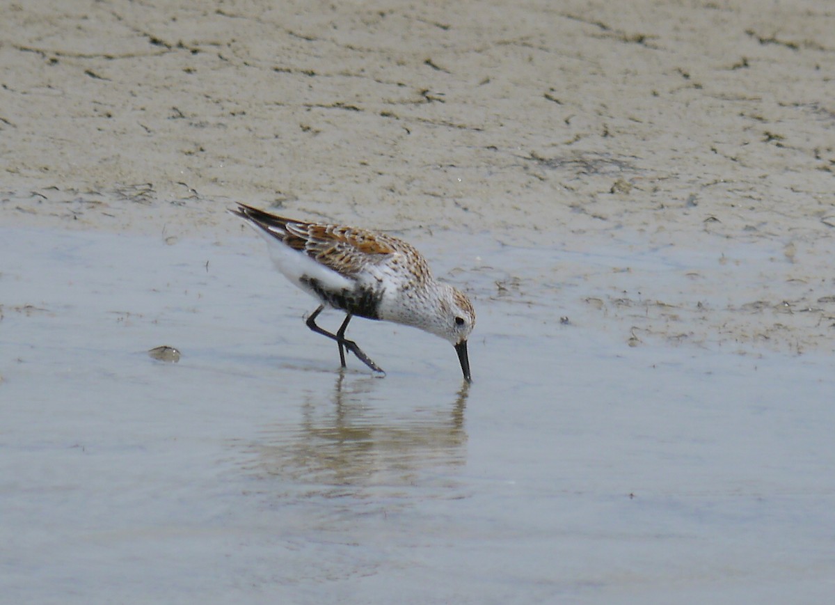 Dunlin - ML393816821