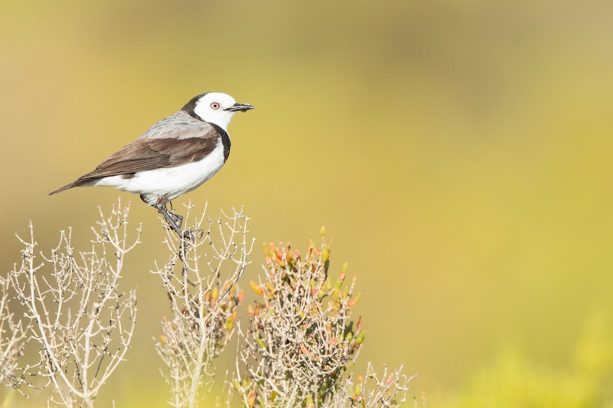 White-fronted Chat - Chris Murray