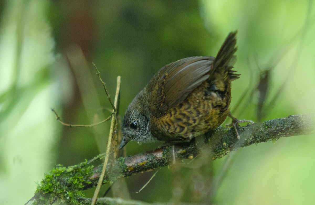 Trilling Tapaculo - ML393817401