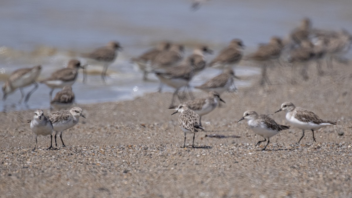 Red-necked Stint - ML393817811