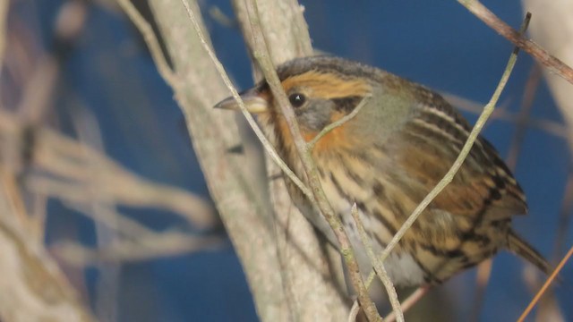 Saltmarsh Sparrow - ML393818011