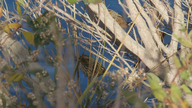 Saltmarsh Sparrow - ML393818481