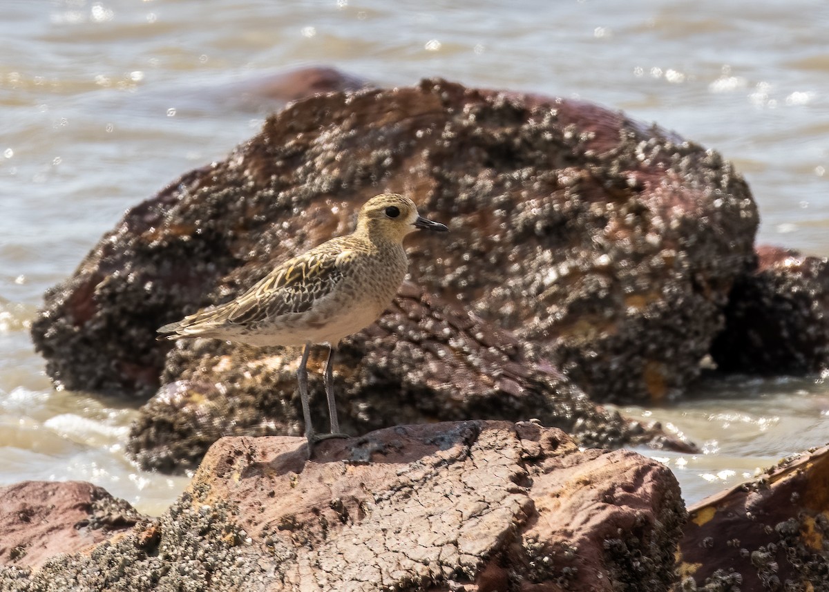 Pacific Golden-Plover - ML393818491