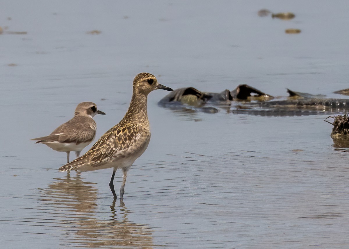 Pacific Golden-Plover - ML393818511