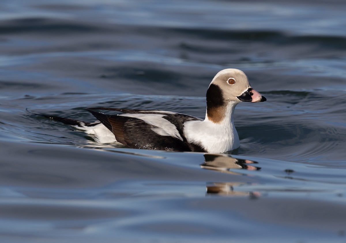 Long-tailed Duck - ML393818671