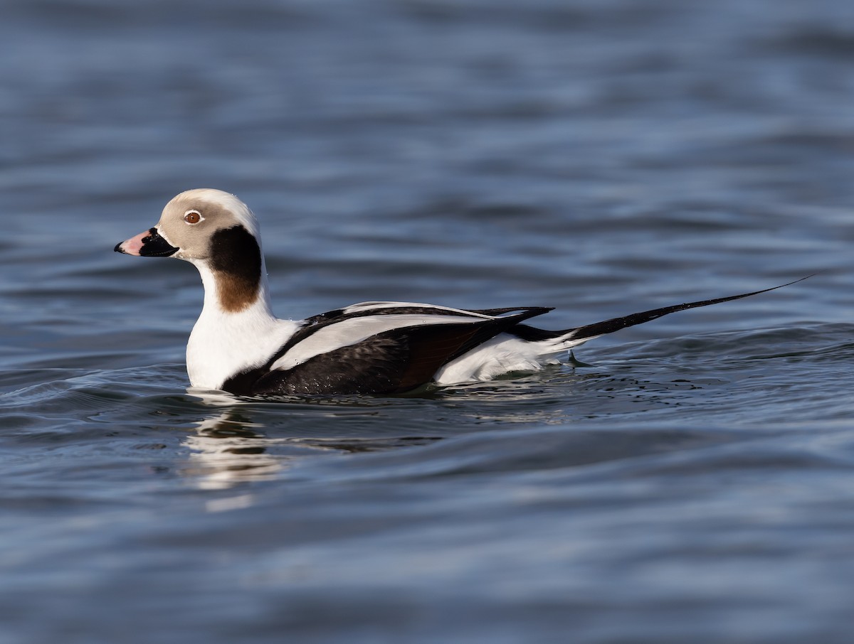 Long-tailed Duck - ML393818691