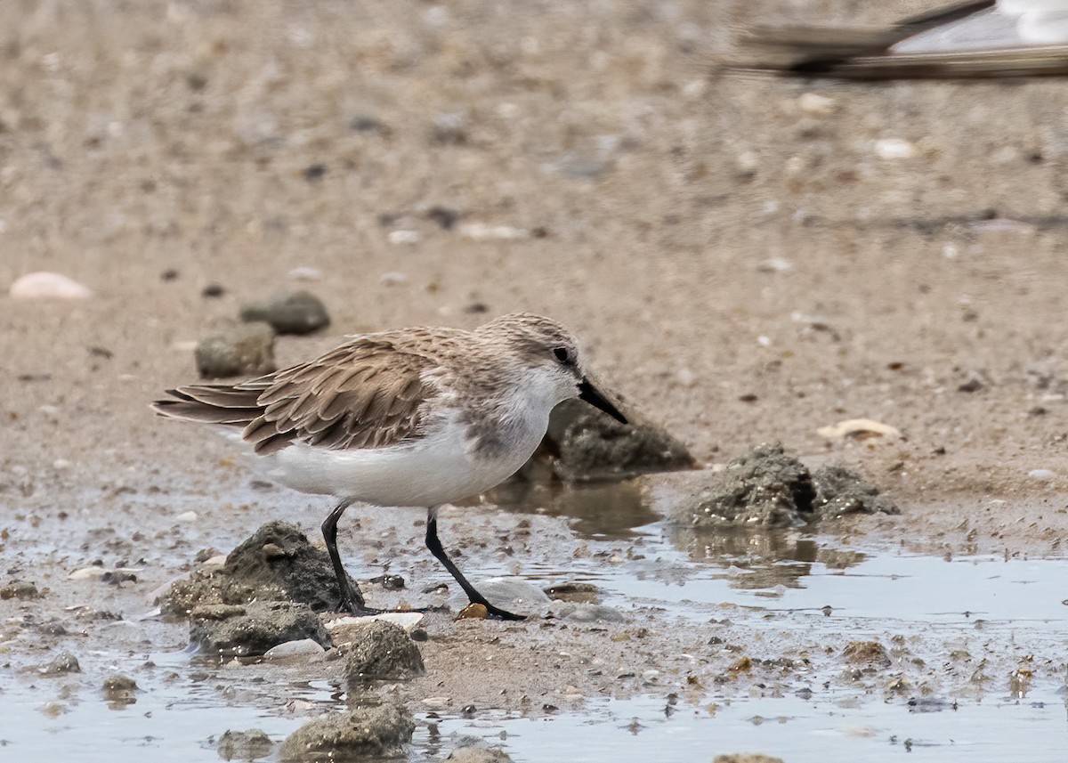 Red-necked Stint - ML393818741