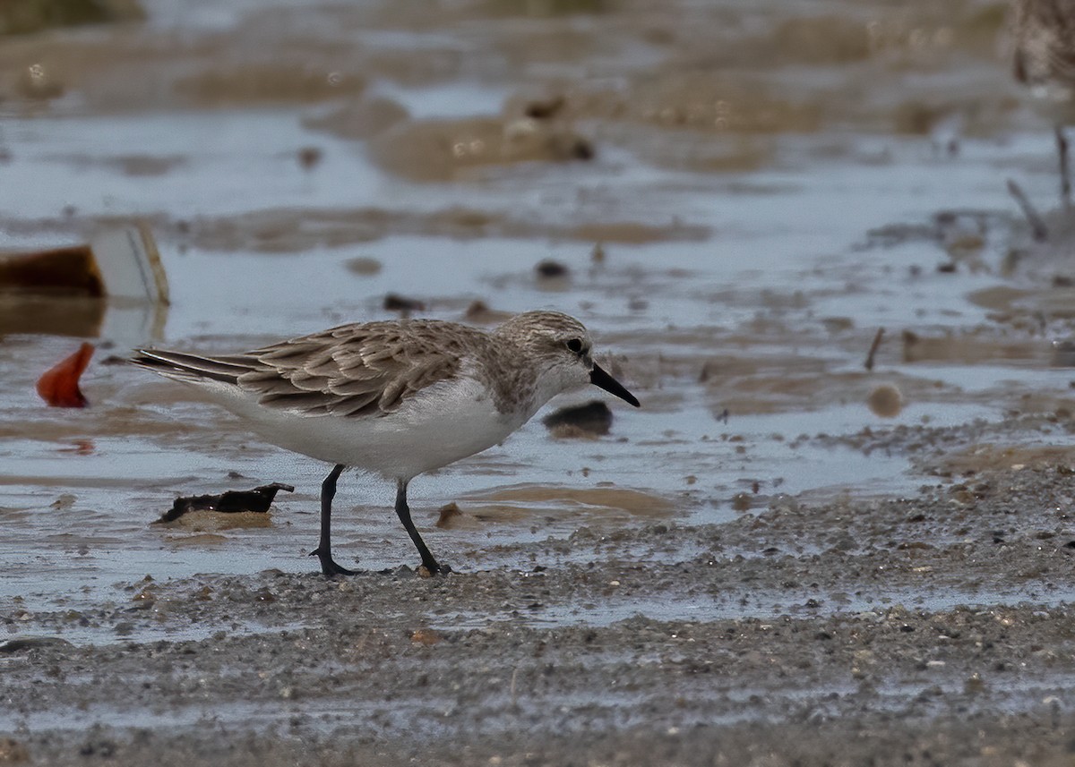 Red-necked Stint - ML393818801