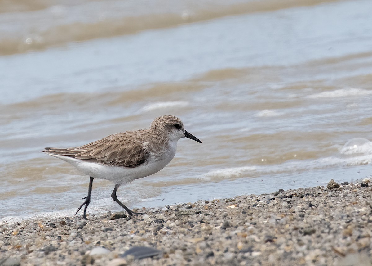 Red-necked Stint - ML393818811