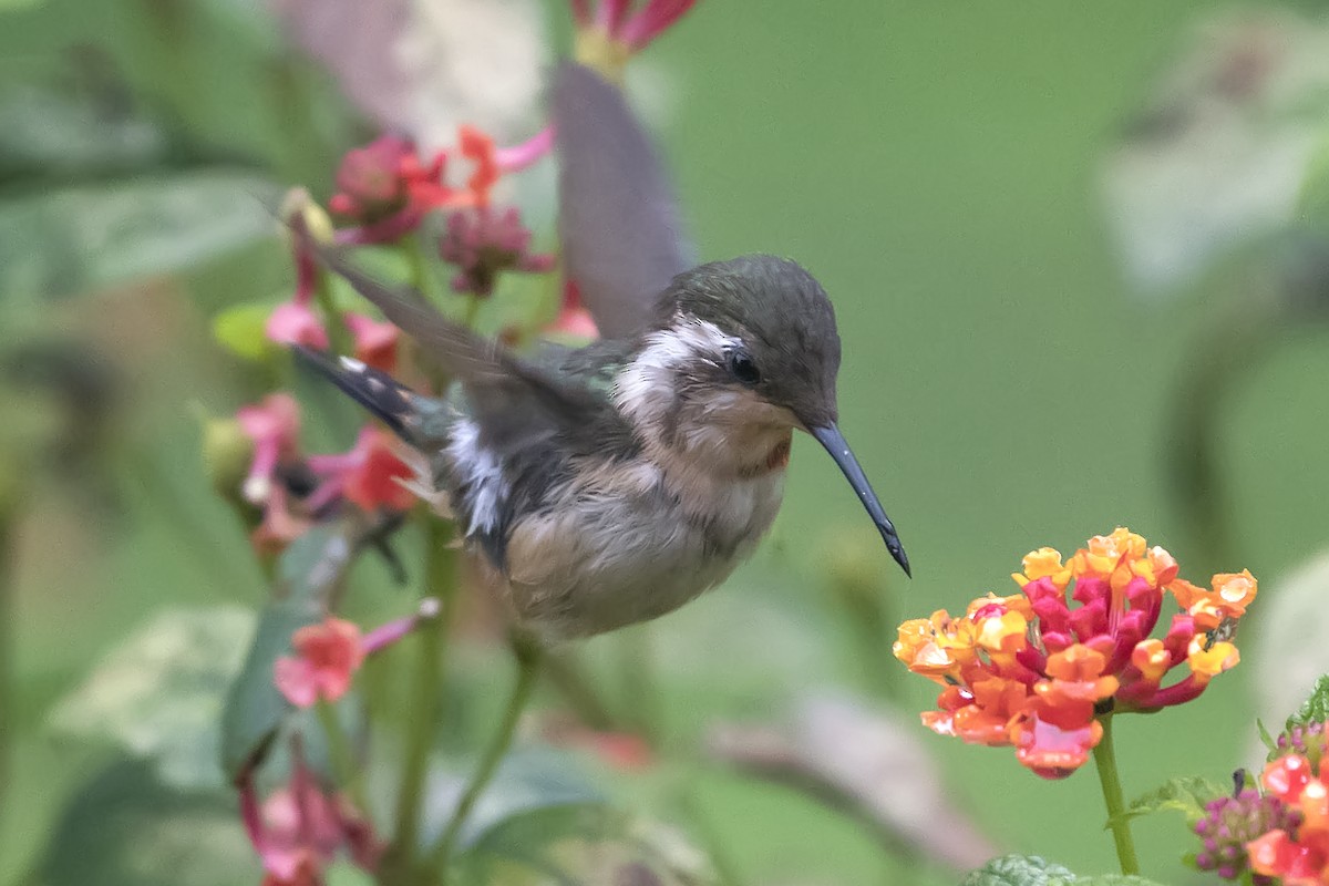 kalypta malinká - ML393819131