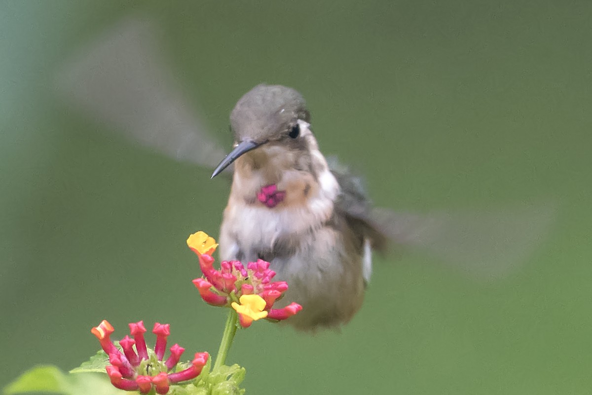 kalypta malinká - ML393819151