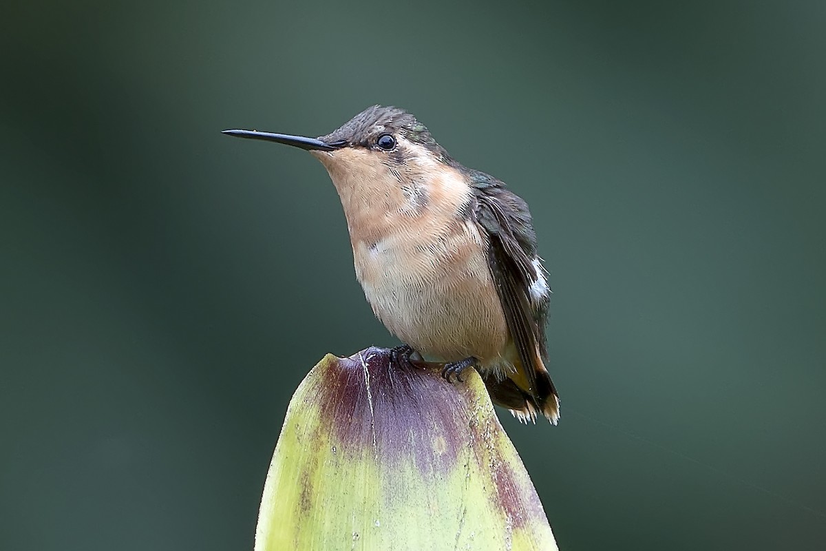 kalypta malinká - ML393819201