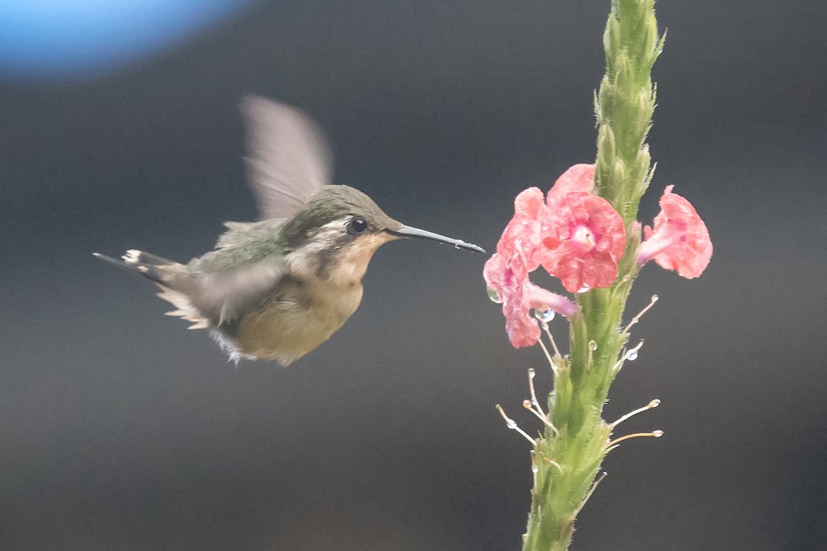 kalypta malinká - ML393819341