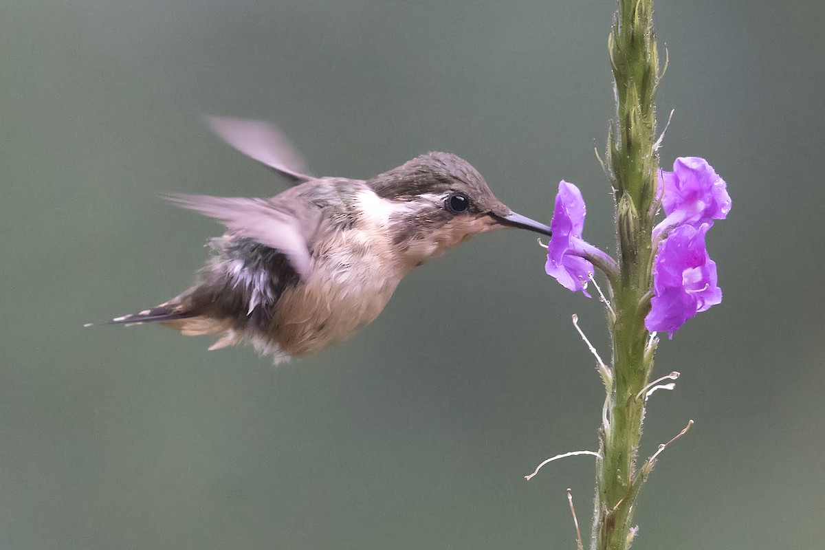 kalypta malinká - ML393819381