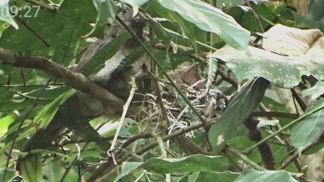 Screaming Piha - ML393819751