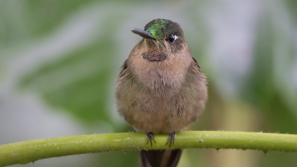 kolibřík hnědobřichý - ML393819761