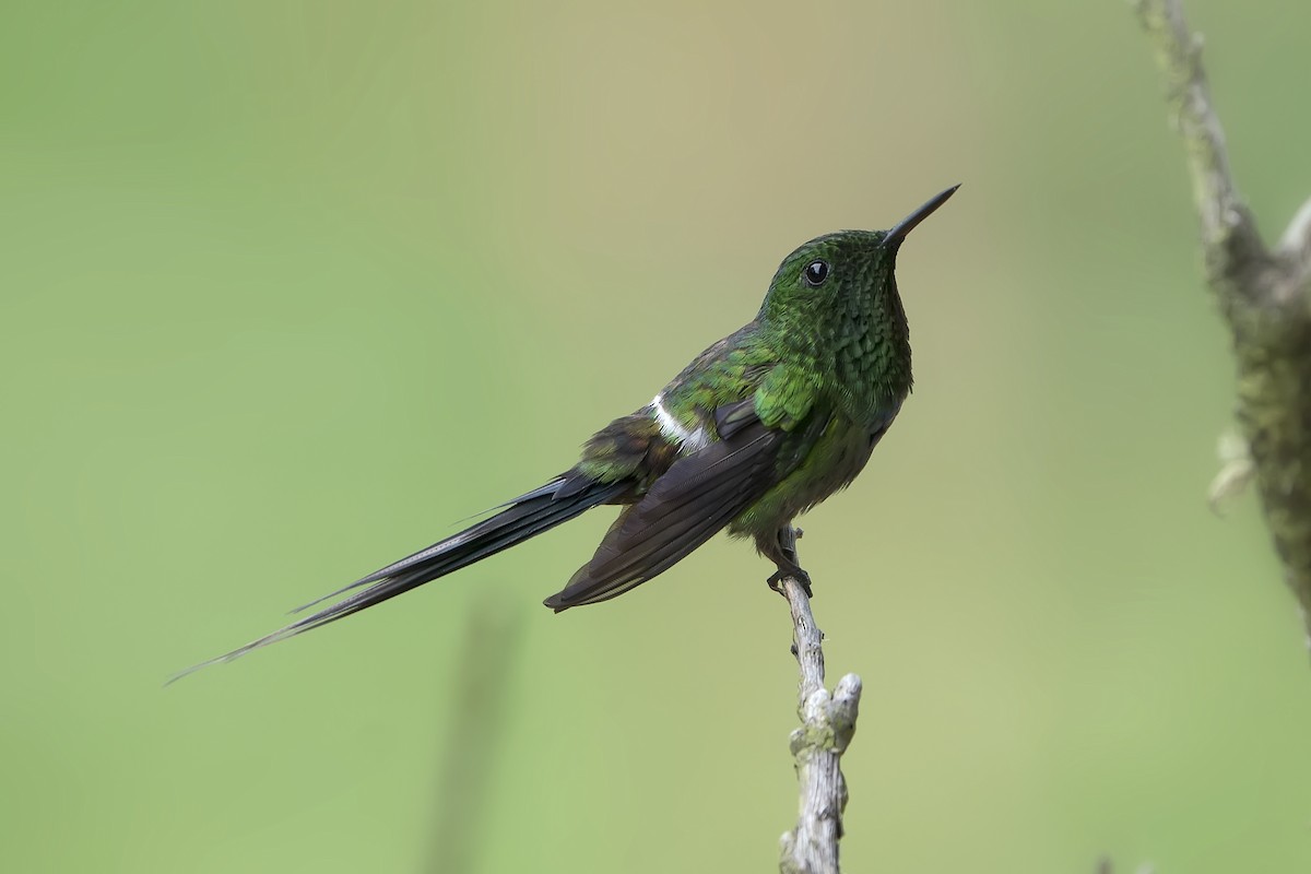 Green Honeycreeper - ML393819821