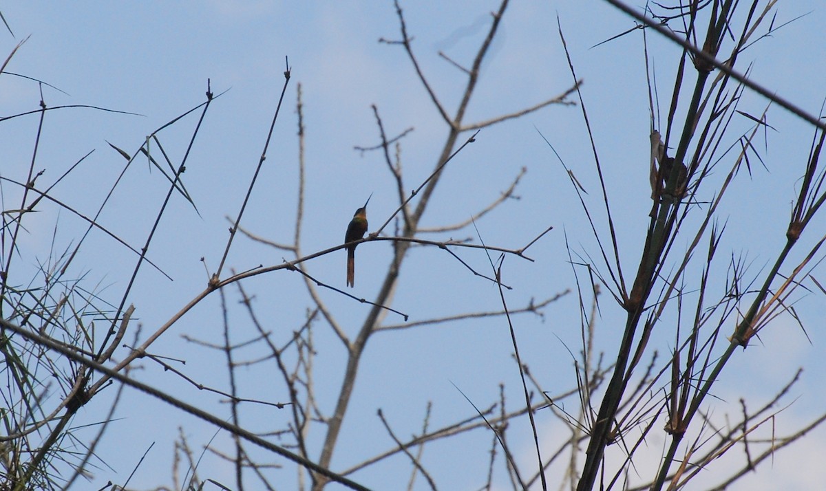 Rufous-tailed Jacamar - ML393820761