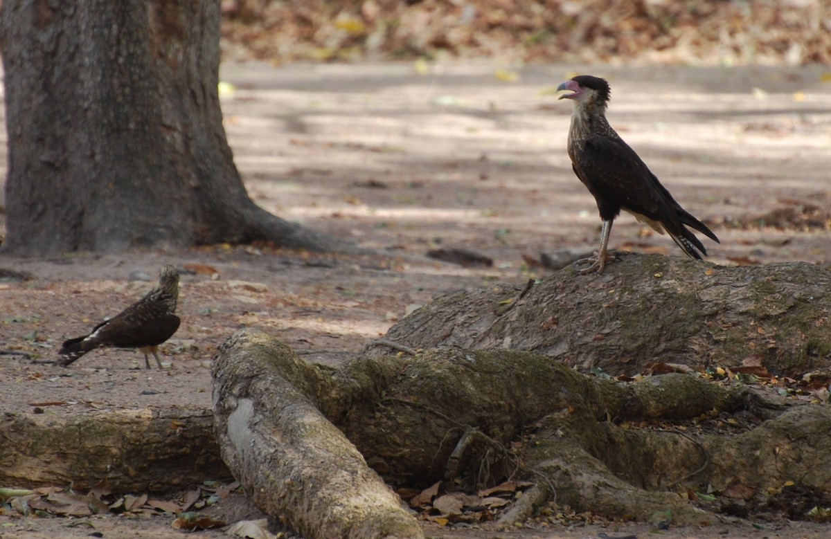 Crested Caracara - ML393820821