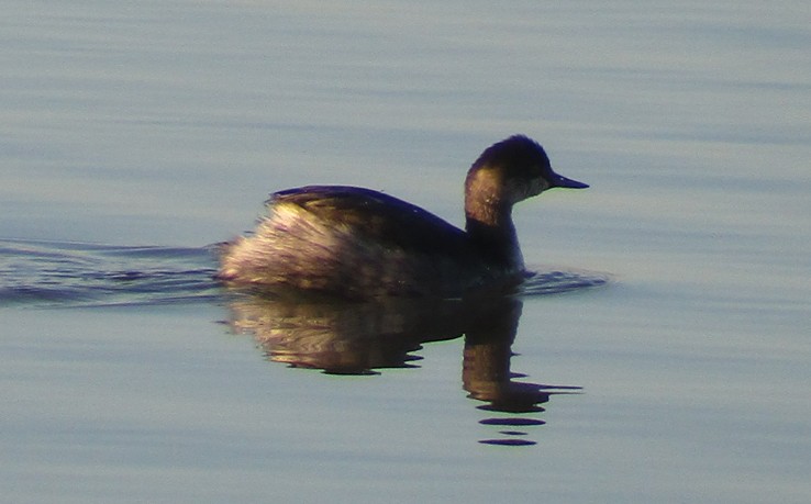 Eared Grebe - ML39382101