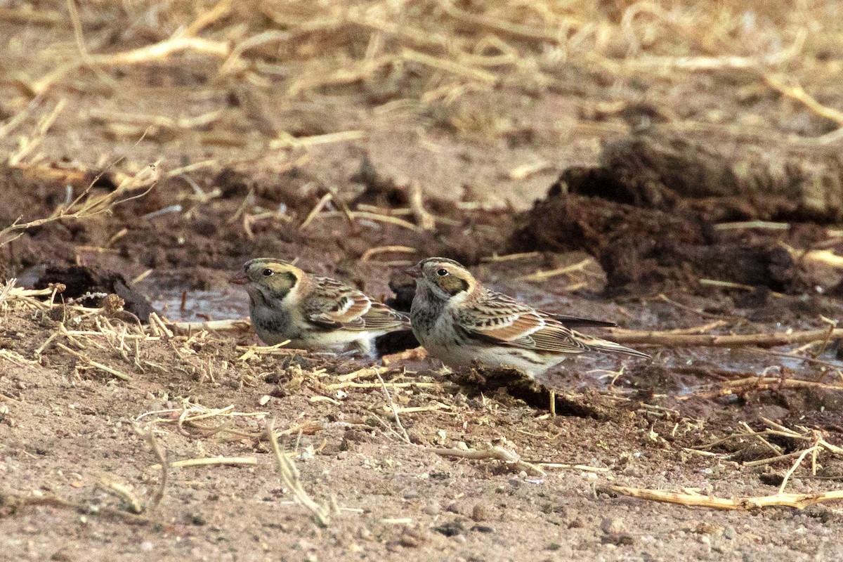 Lapland Longspur - ML393821561