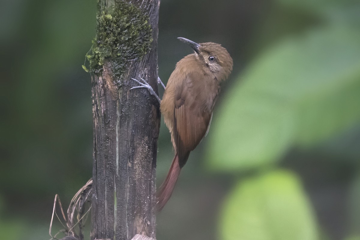 Plain-brown Woodcreeper - ML393821761