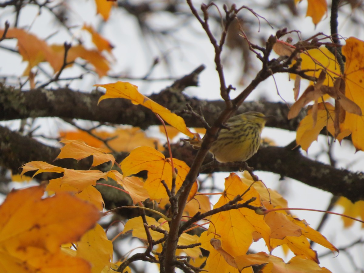 Cape May Warbler - ML39382231