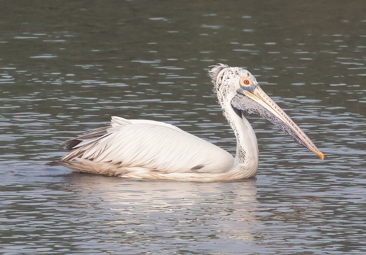 Spot-billed Pelican - Surendra Kumar R