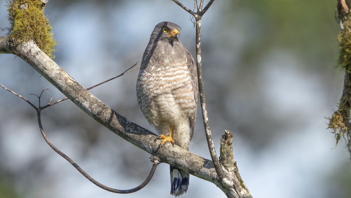 káně krahujová - ML393822511