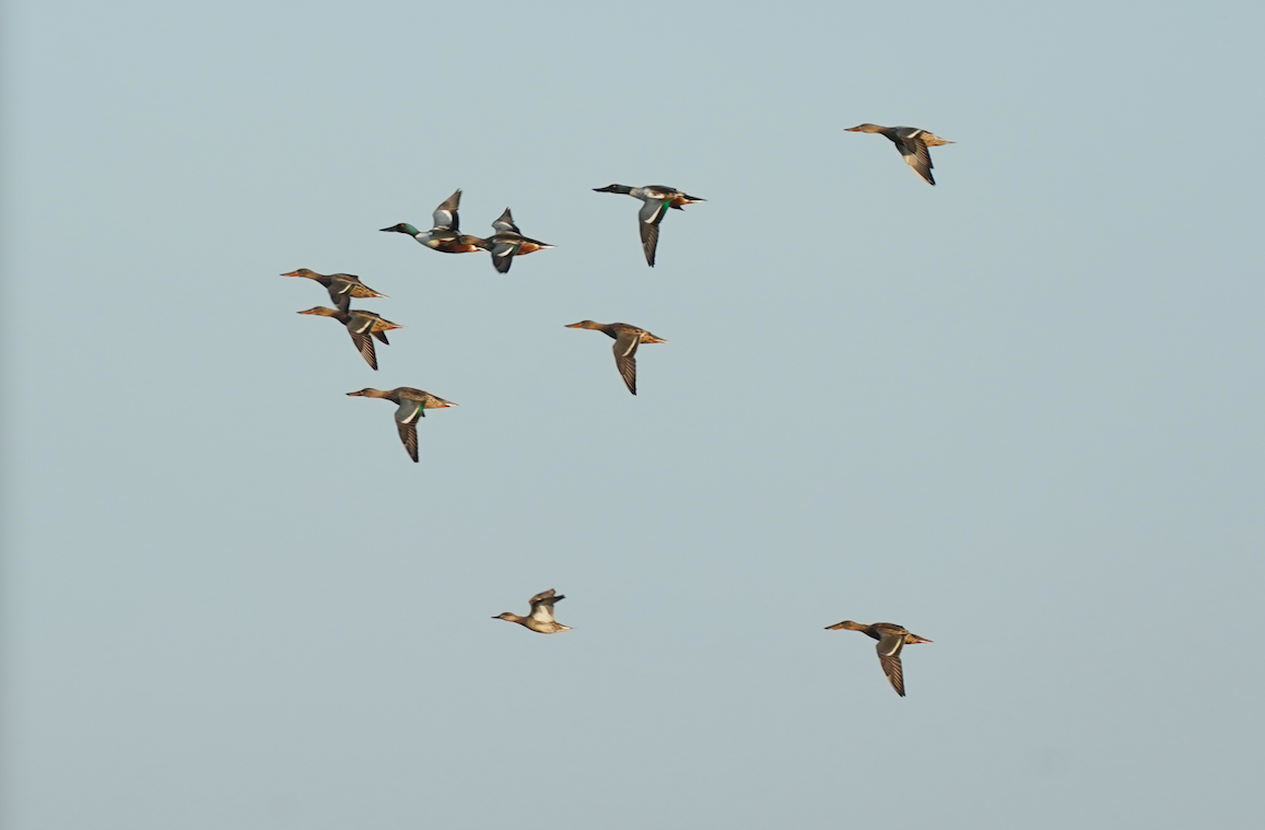 Northern Shoveler - Chia Ming Hsu